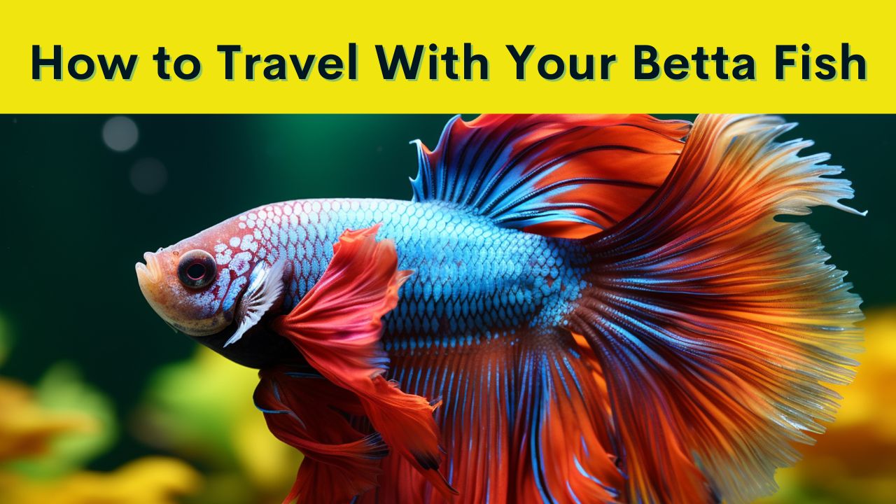 How to Travel With a Betta Fish